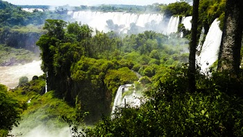 Trees Beside Waterfalls