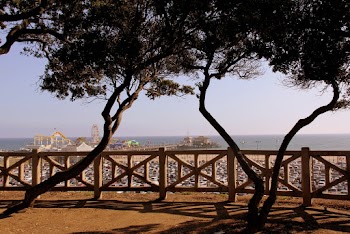 Trees by the Railings