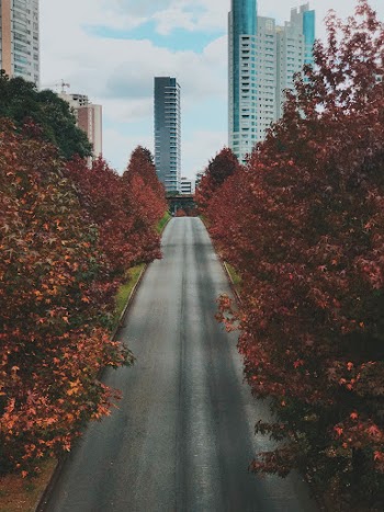 Trees By The Road