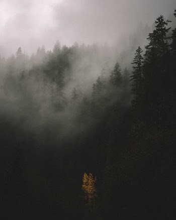 trees covered by fog