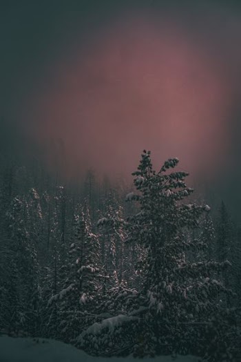 trees covered by snow