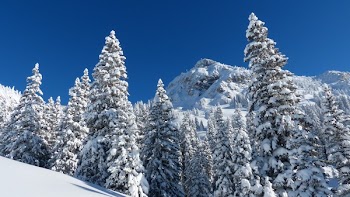 Trees Covered by Snow