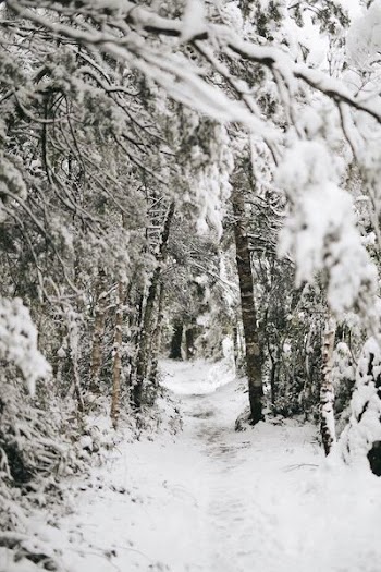 trees covered by snow