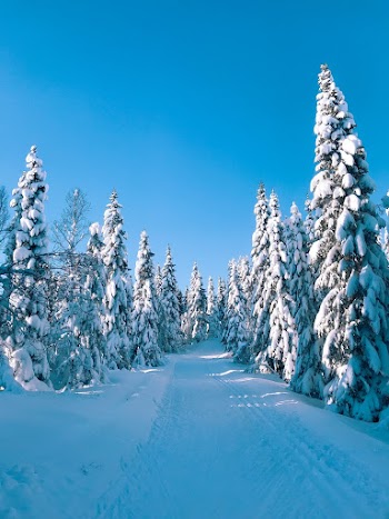 Trees Covered By Snow