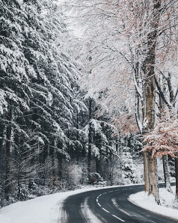 Trees Covered in Snow