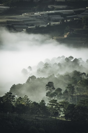 Trees Covered With Fog