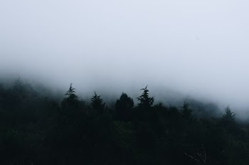 trees covered with fog during daytime