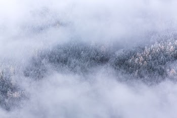 trees covered with smoke