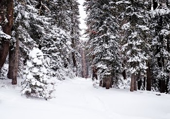 trees covered with snow