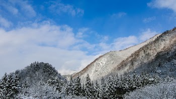 Trees Covered With Snow