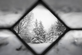 Trees Covered With Snow