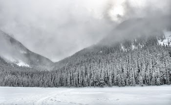 Trees Covered With Snow