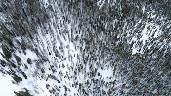 trees covered with snow