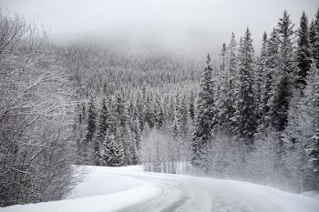 trees covered with snow under gray sky
