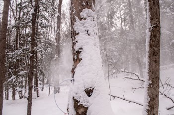 Trees Covered With Snows at Daytime