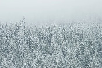 trees covering snow