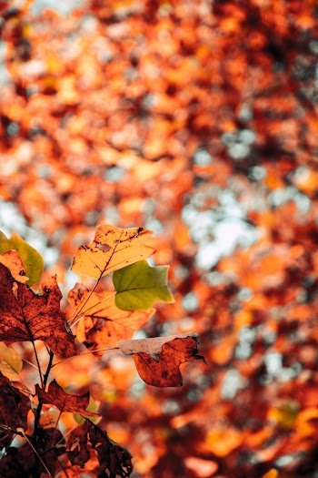 Trees during Autumn Season