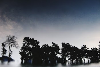 Trees during Day