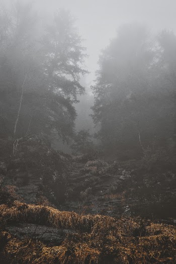 Trees during Foggy Morning