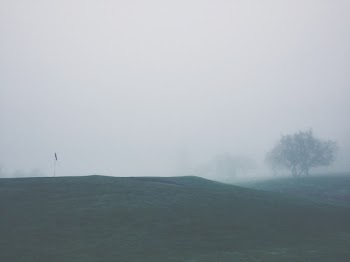 Trees during Foggy Weather