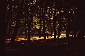 trees during night time