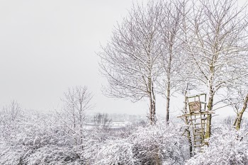 Trees during Winter