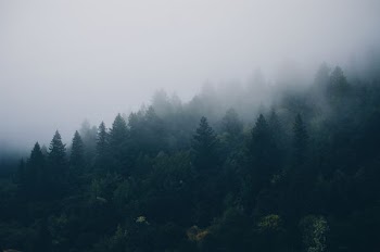 trees field with fogs