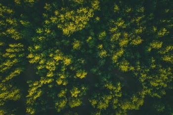 Trees from above
