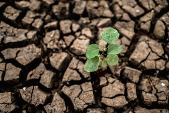 Trees grown in dry, cracked, dry soil in the dry season, global warming Free Photo