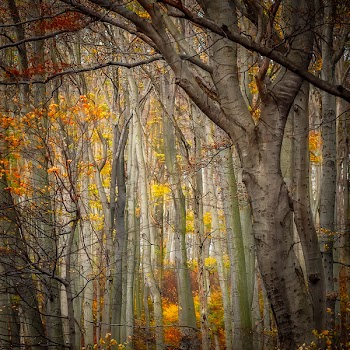 Trees in Autumn Forest