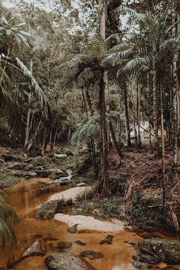 Trees In Between A River