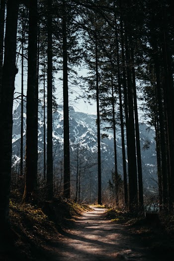 Trees In Between Path
