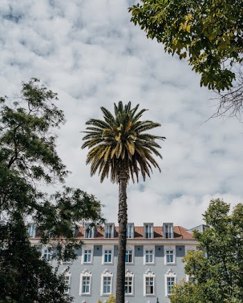 Trees in Front of Building