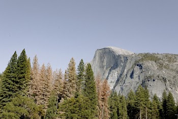 Trees in Front of Mountain during Day