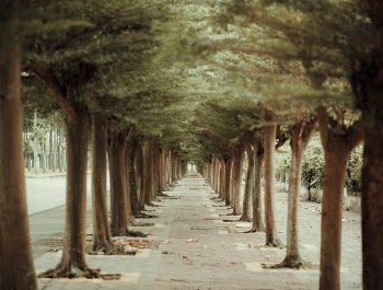 Trees in Straight Line Beside Pathway