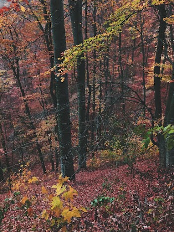 Trees In The Forest