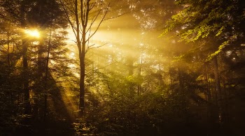 Trees in the Forest
