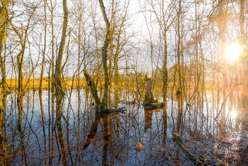 Trees In The Middle Of Body Of Water