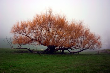 trees_in_the_mist.jpg