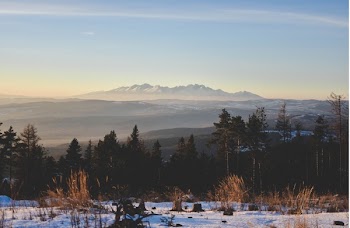 Trees Landscape Photography
