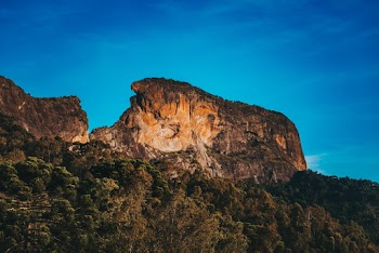 Trees Near a cliff