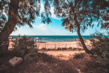 Trees Near Beach