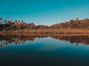 Trees Near Bodies of Water