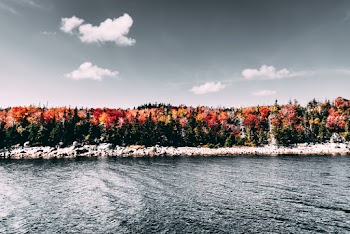 Trees Near Body of Water