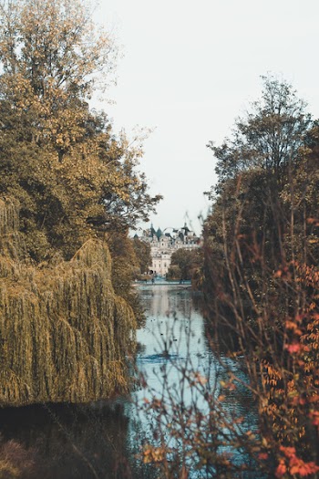 Trees Near Body of Water
