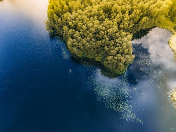 Trees Near Body Of Water
