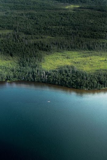 trees near body of water
