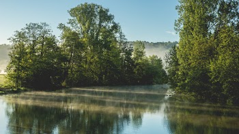 Trees Near Body of Water