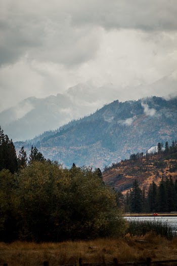 Trees Near Body of Water