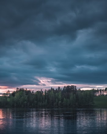 Trees Near Body Of Water
